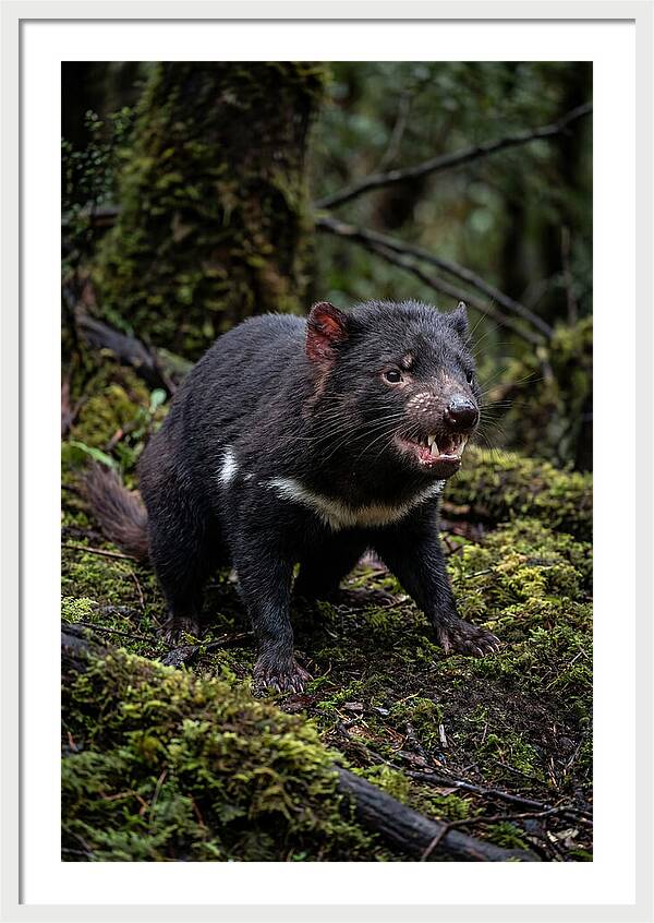 Fierce Tasmanian Devil Display