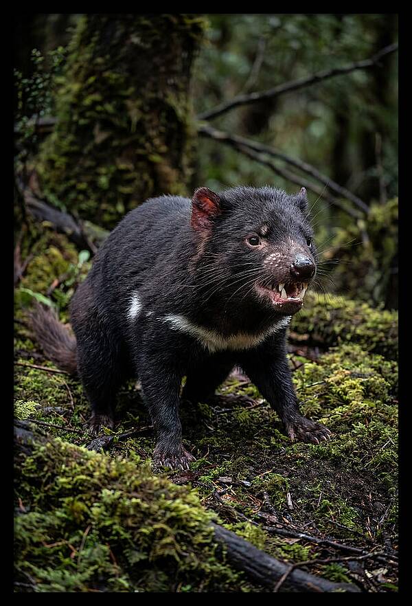 Fierce Tasmanian Devil Display