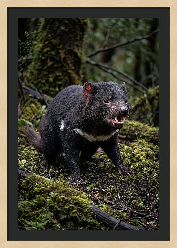 Fierce Tasmanian Devil Display