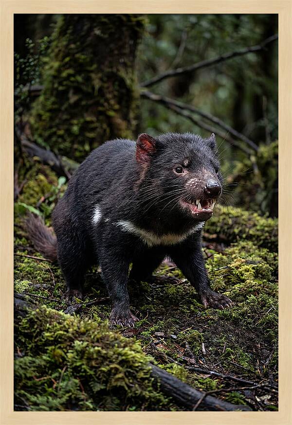 Fierce Tasmanian Devil Display
