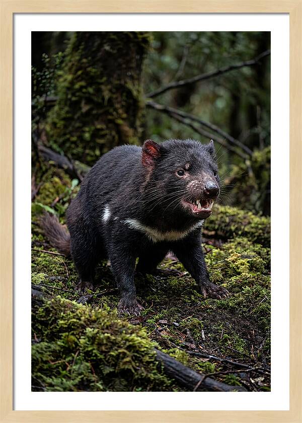 Fierce Tasmanian Devil Display