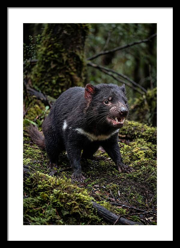 Fierce Tasmanian Devil Display