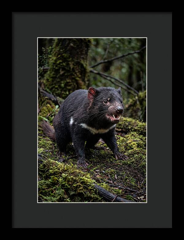 Fierce Tasmanian Devil Display