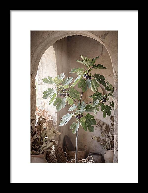 Fig Tree Serenity