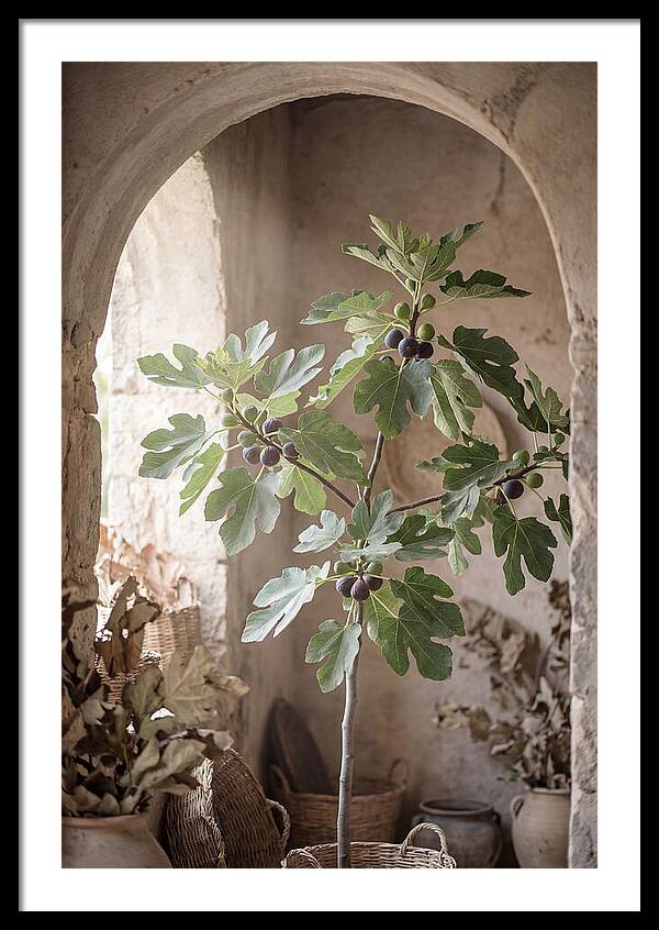Fig Tree Serenity