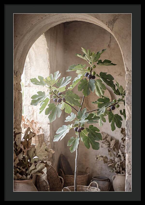 Fig Tree Serenity
