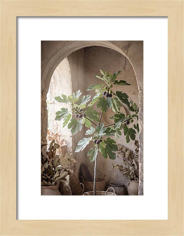 Fig Tree Serenity