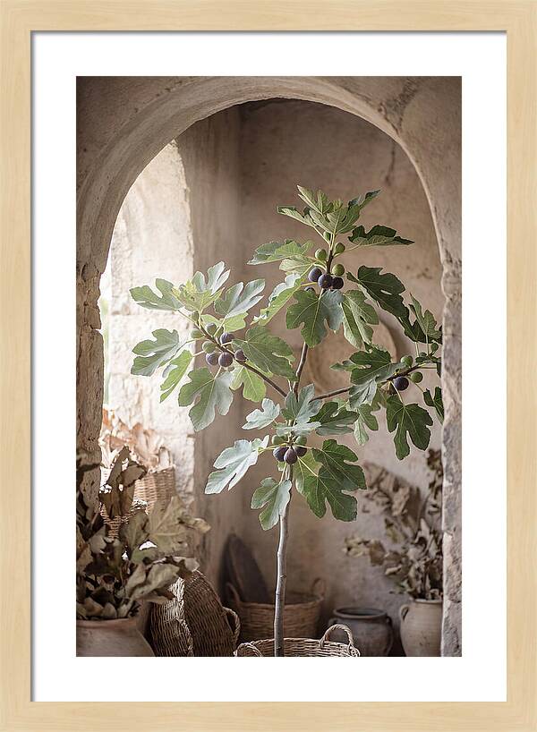 Fig Tree Serenity