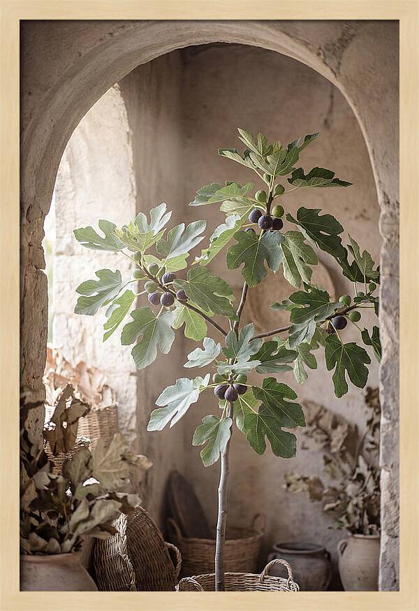 Fig Tree Serenity