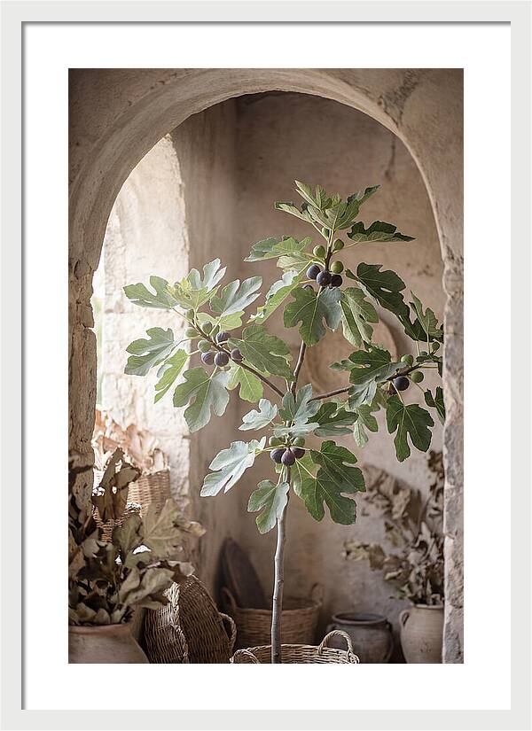 Fig Tree Serenity