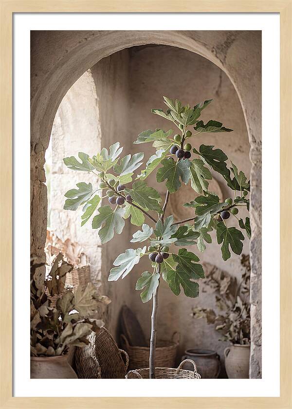 Fig Tree Serenity