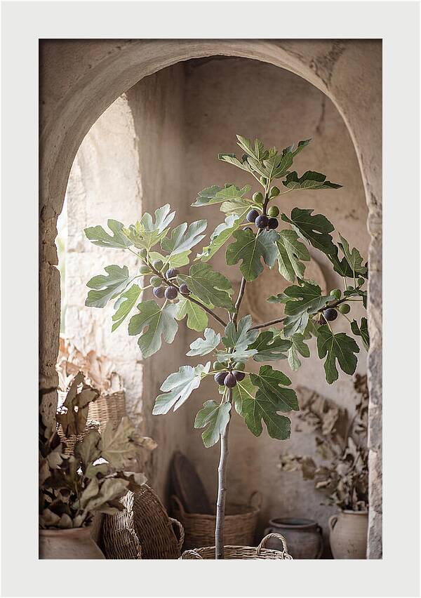 Fig Tree Serenity