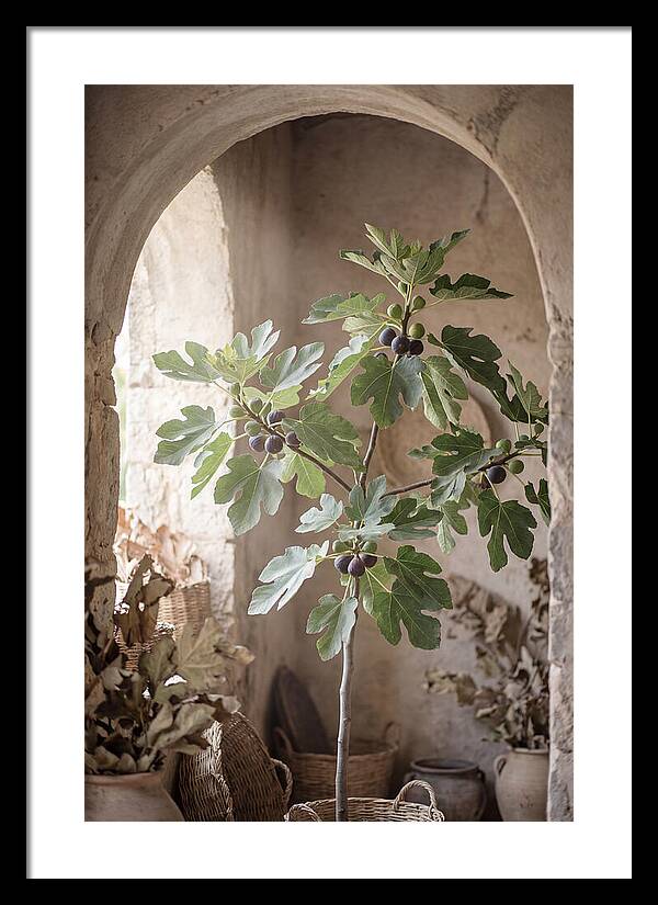 Fig Tree Serenity