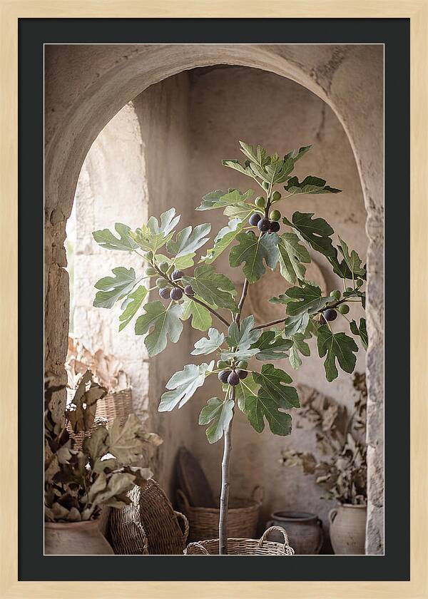 Fig Tree Serenity