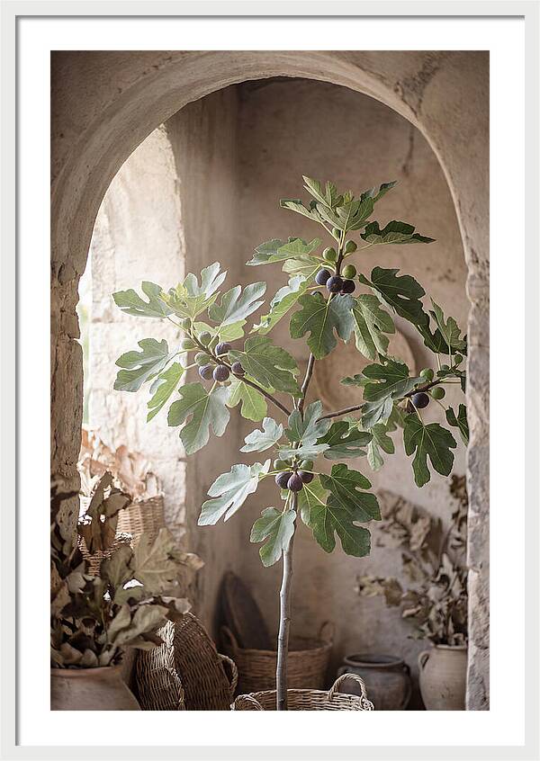 Fig Tree Serenity