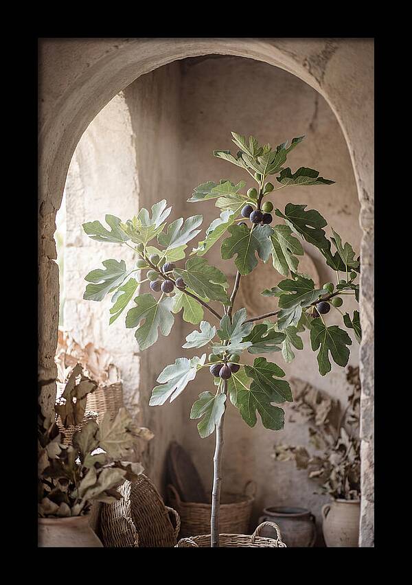 Fig Tree Serenity