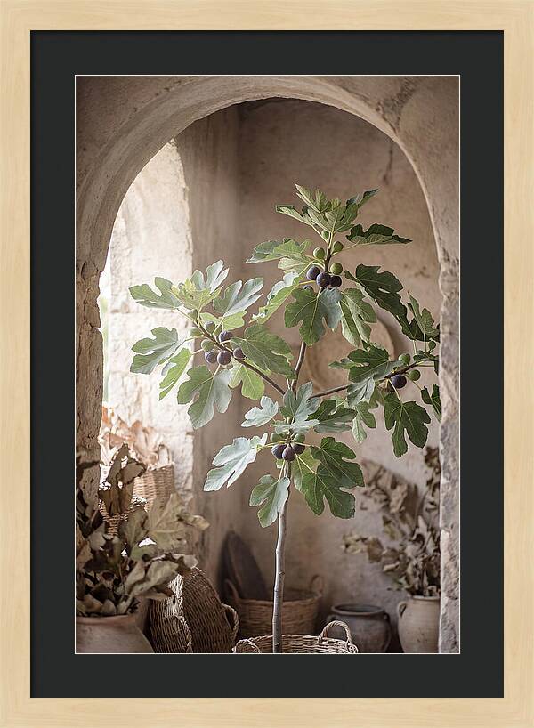 Fig Tree Serenity