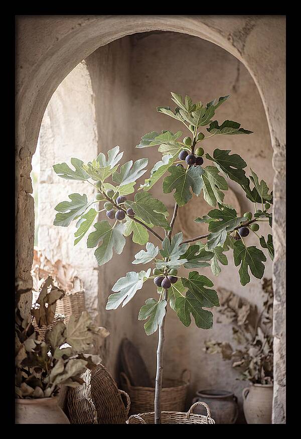 Fig Tree Serenity