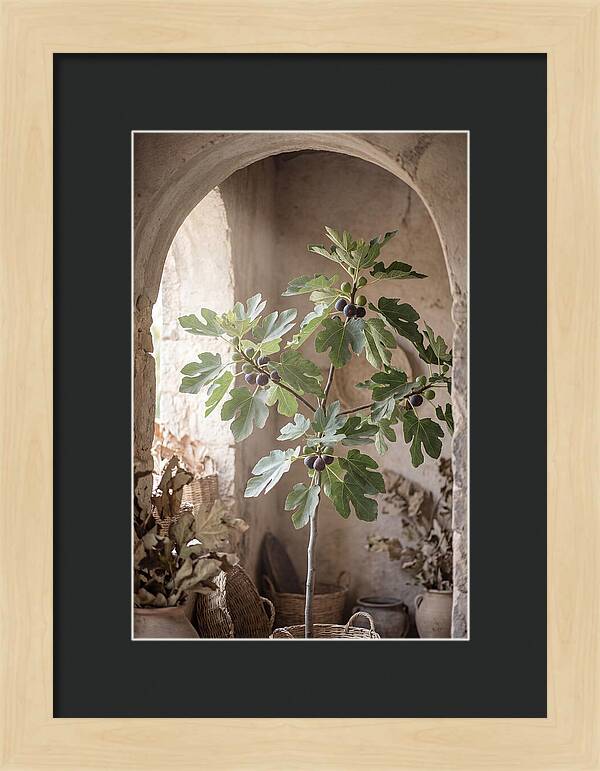 Fig Tree Serenity