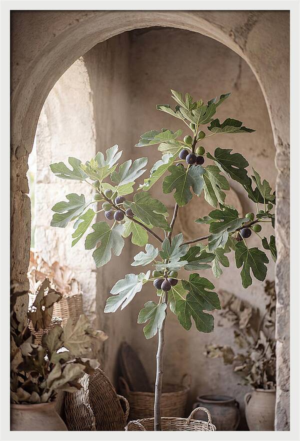 Fig Tree Serenity