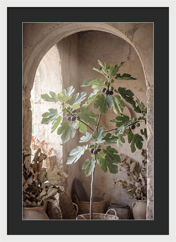 Fig Tree Serenity