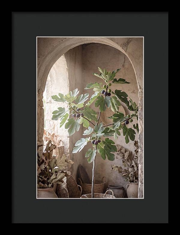 Fig Tree Serenity