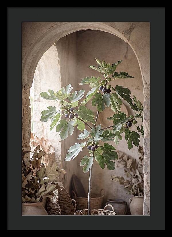 Fig Tree Serenity