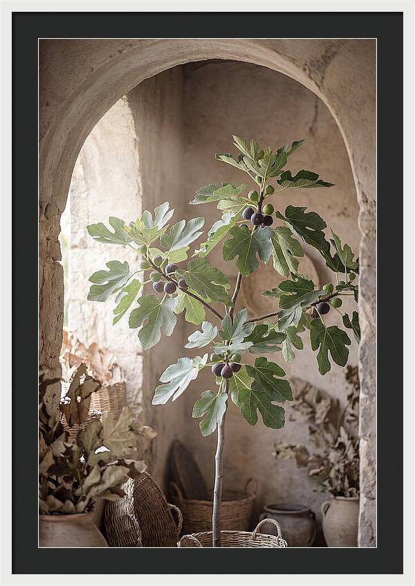 Fig Tree Serenity