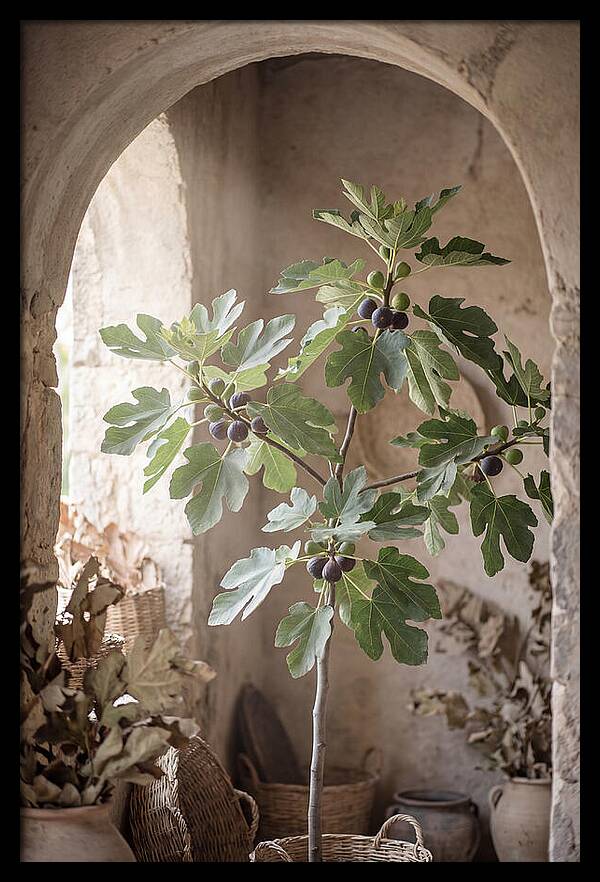 Fig Tree Serenity