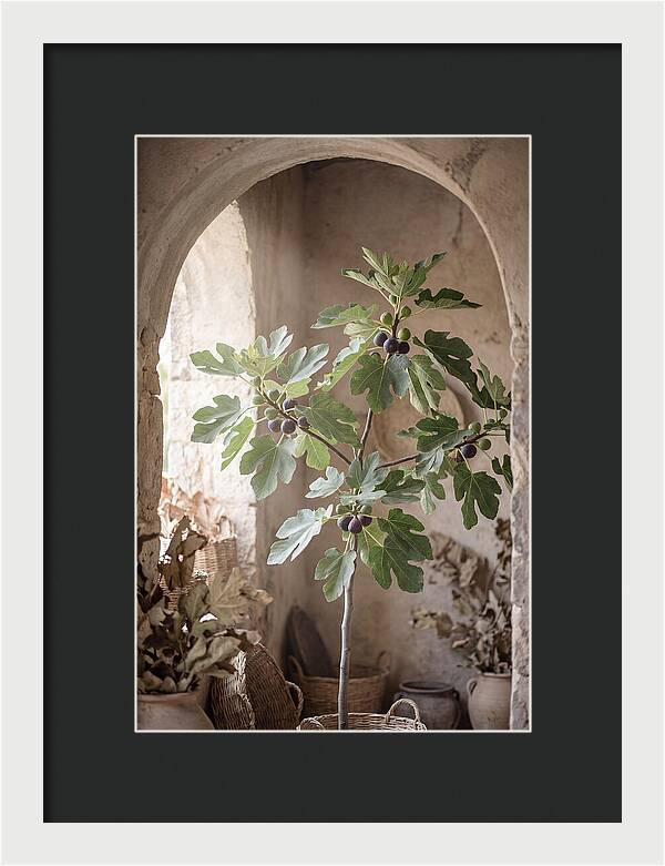 Fig Tree Serenity