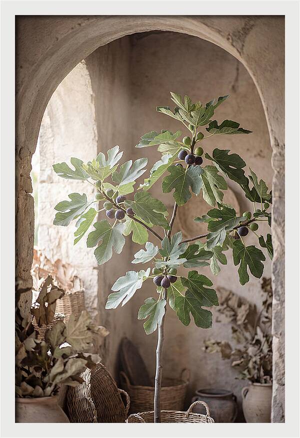 Fig Tree Serenity