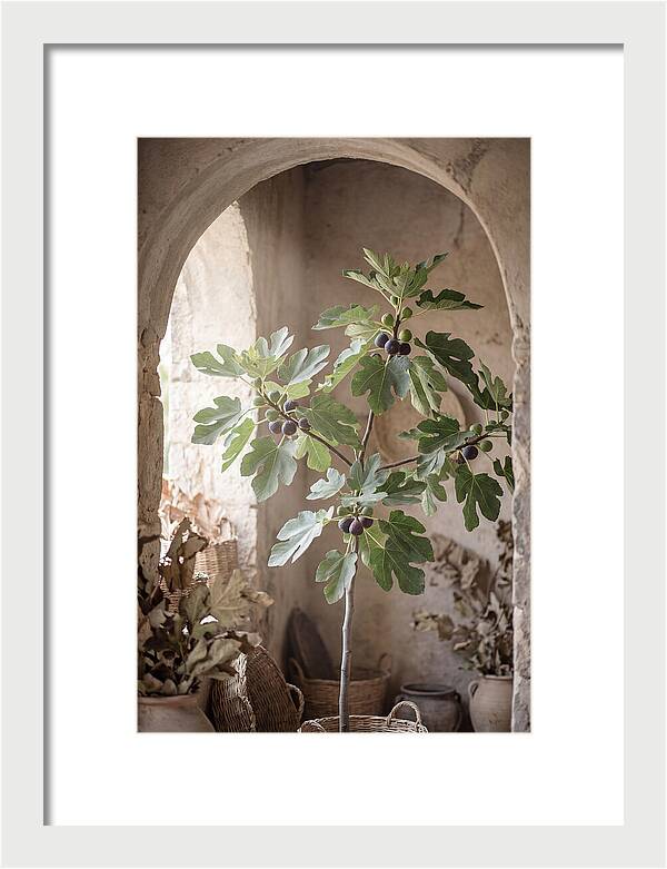 Fig Tree Serenity