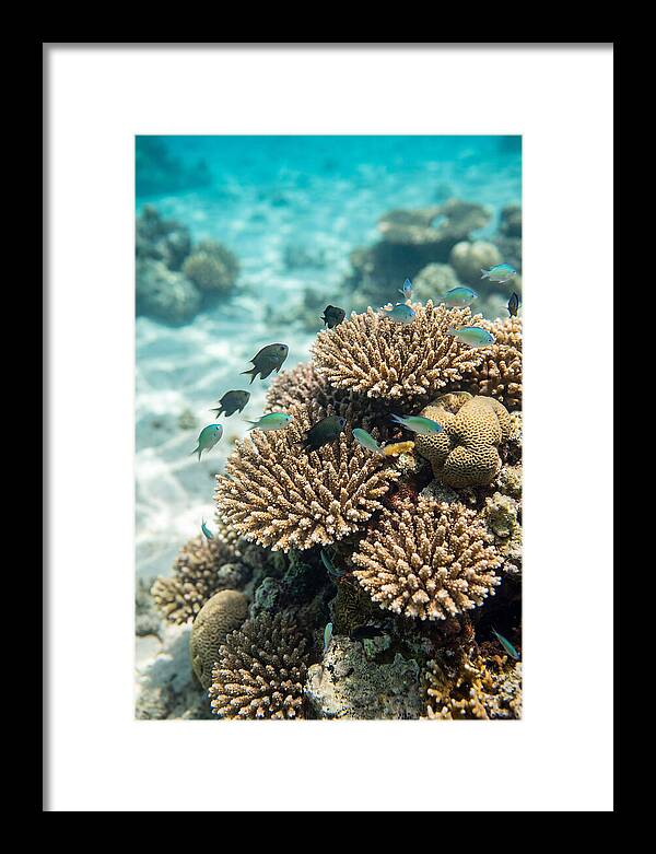 Fiji Coral Reef Serenity