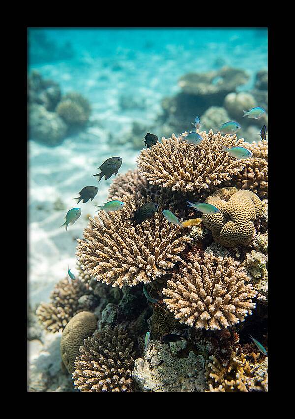 Fiji Coral Reef Serenity