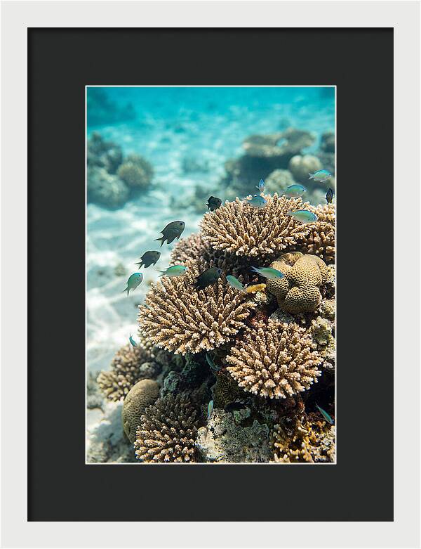 Fiji Coral Reef Serenity
