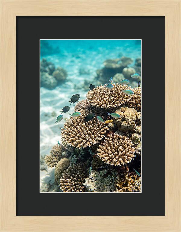 Fiji Coral Reef Serenity