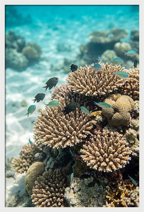 Fiji Coral Reef Serenity