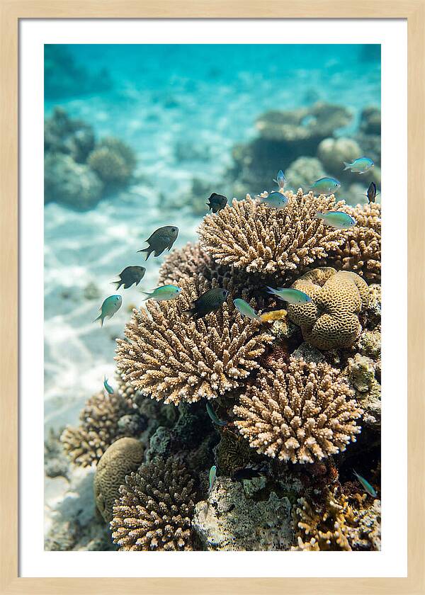 Fiji Coral Reef Serenity