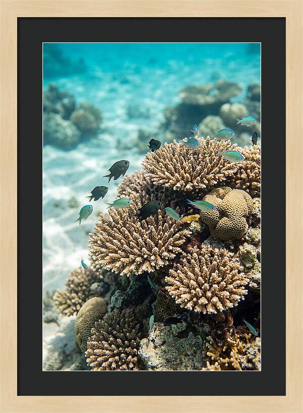 Fiji Coral Reef Serenity