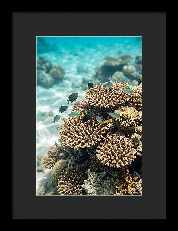 Fiji Coral Reef Serenity