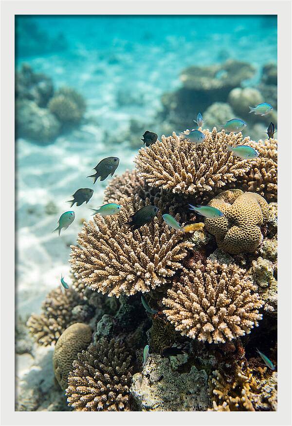 Fiji Coral Reef Serenity