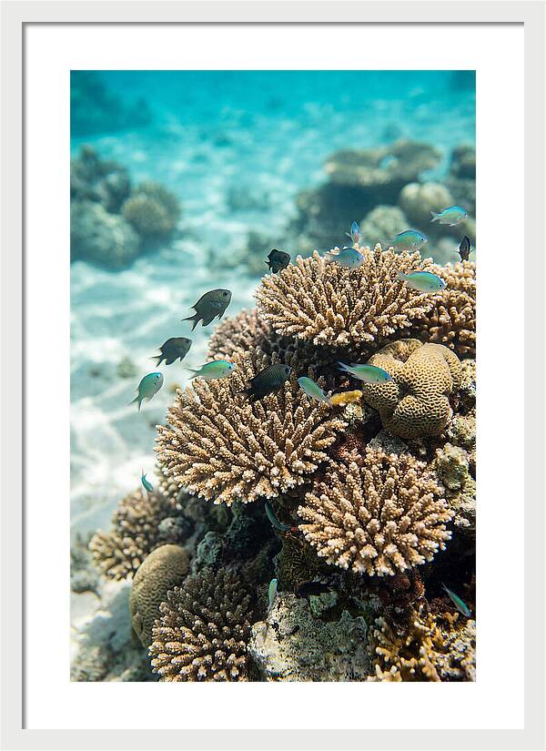 Fiji Coral Reef Serenity