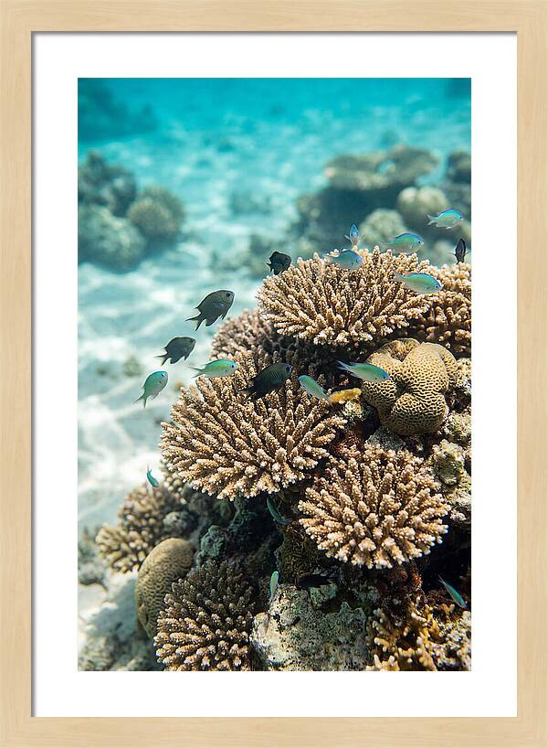 Fiji Coral Reef Serenity