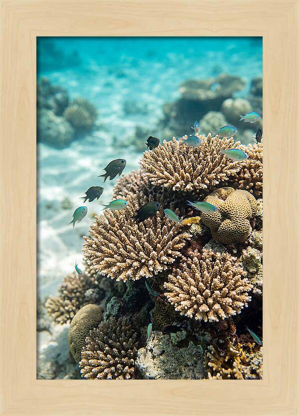 Fiji Coral Reef Serenity
