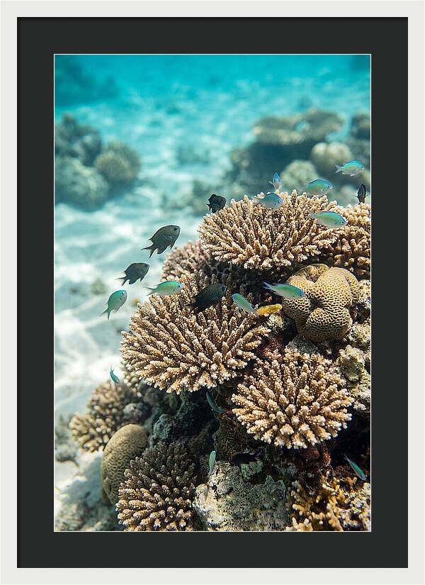 Fiji Coral Reef Serenity