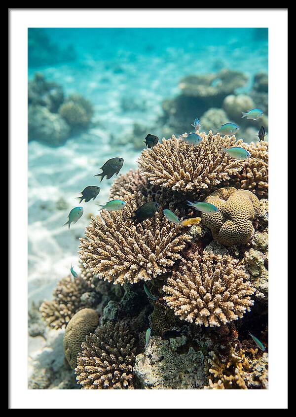 Fiji Coral Reef Serenity