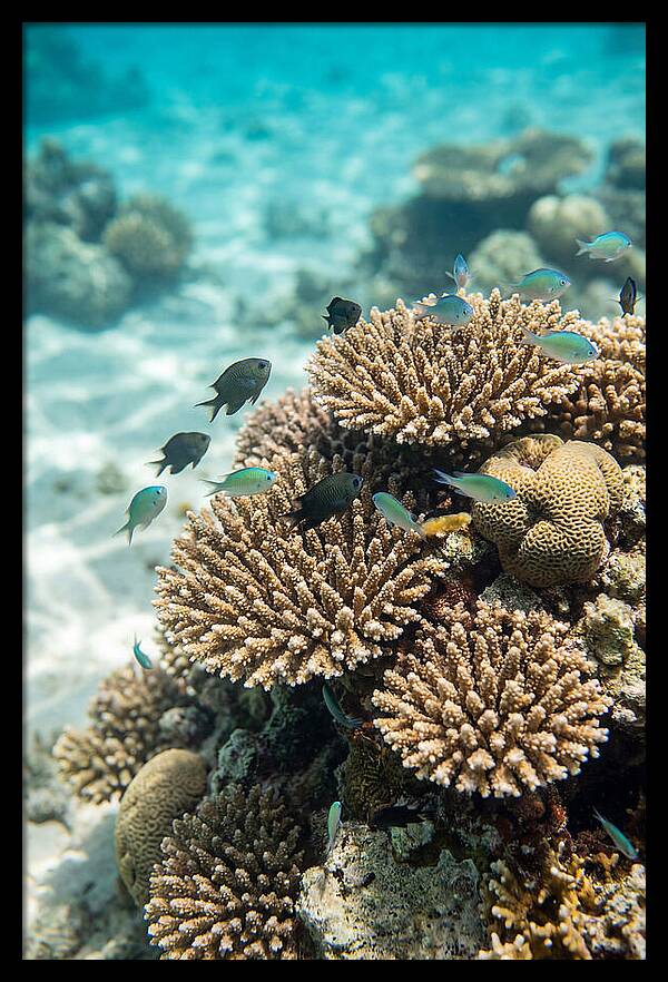 Fiji Coral Reef Serenity