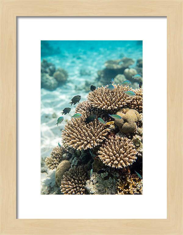Fiji Coral Reef Serenity