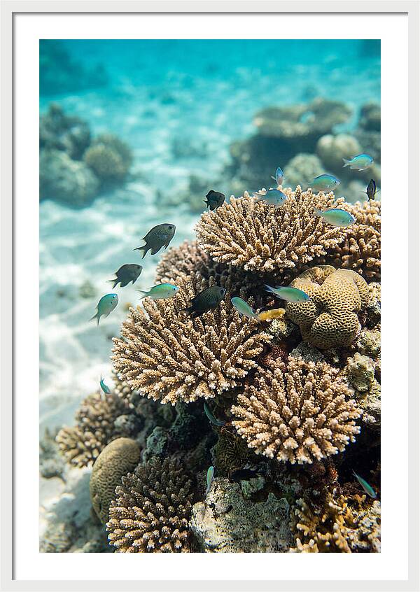 Fiji Coral Reef Serenity
