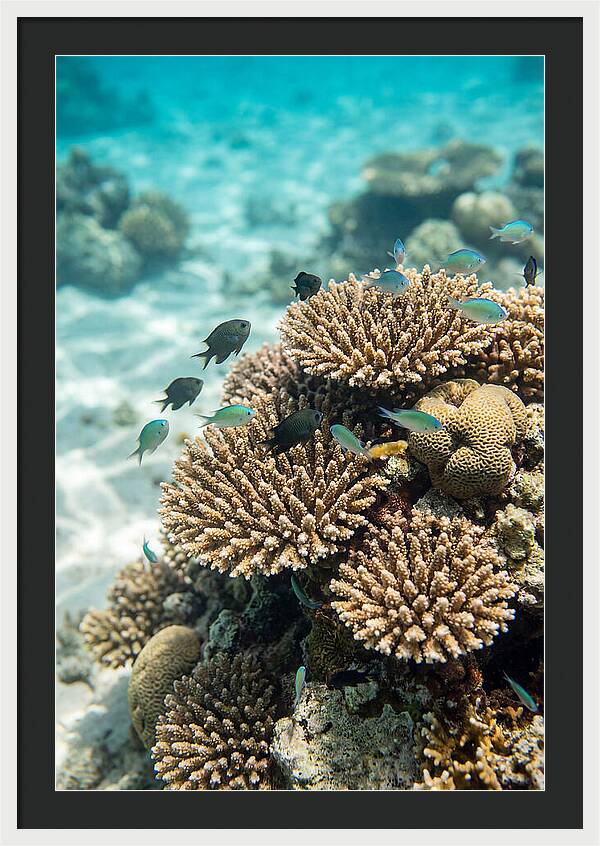 Fiji Coral Reef Serenity